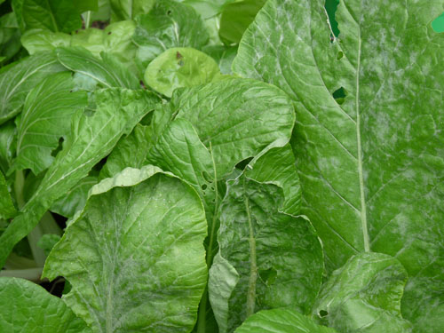 Powdery mildew mustard greens